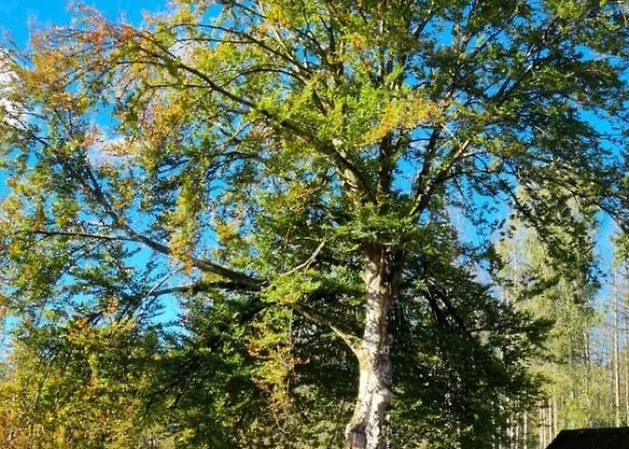 Hébergement de vacances The - Pet Friendly Meißendorf